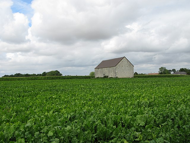 Des champs de betterave dans la Marne