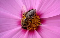 +00000003 Biene auf der Gartenblume in Sachsen Germany.jpg