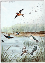 Thumbnail for File:Bird-life - a guide to the study of our common birds -Plate 1.png