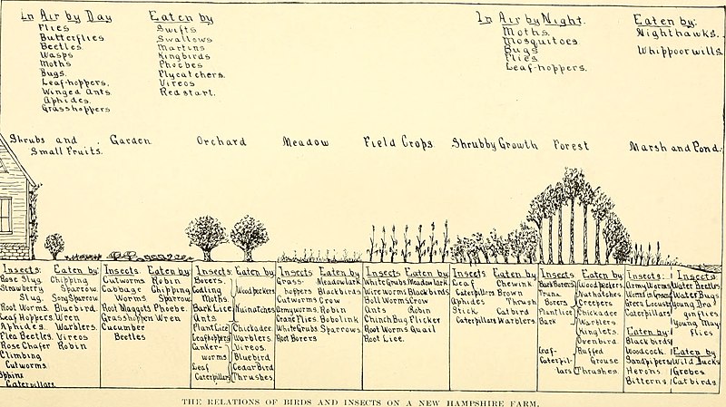 File:Birds in their relations to man; a manual of economic ornithology for the United States and Canada (1903) (14749235564).jpg