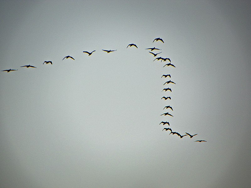 File:Birds viewed from the North Bridge in Warsaw.jpg