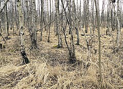 Birch trees in the Altwarmbüchener Moor