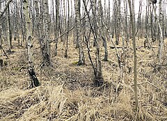 Birken im Altwarmbüchener Moor