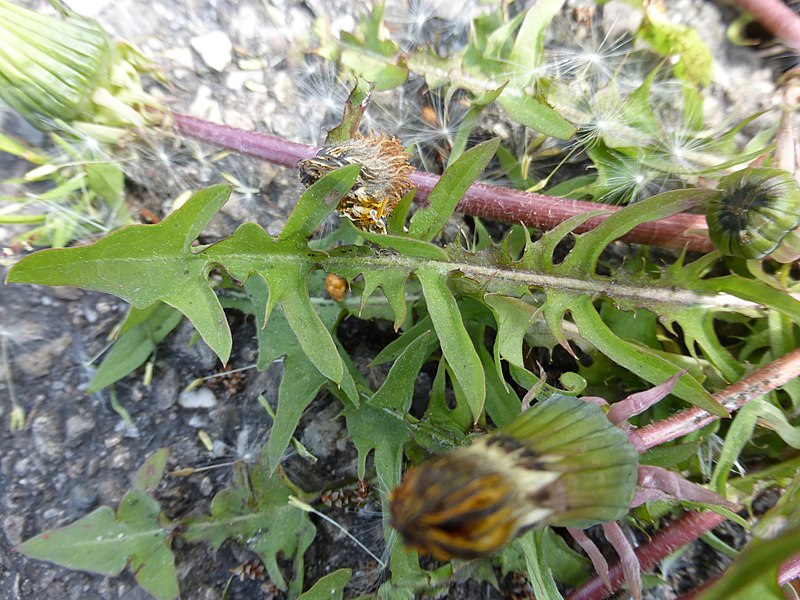 File:Blätter des Graublättrigen Löwenzahns (Taraxacum baeckiiforme), V.-Gündelbach, 28.04.2017.jpg