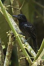 Thumbnail for Black-hooded antshrike