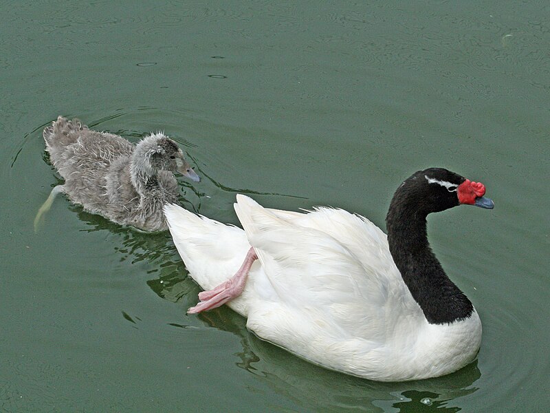 File:Black-necked Swan SMTC.jpg