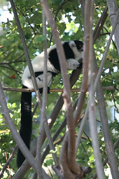 File:Black & White Ruffed Lemur (Lemuridae Varecia variegata variegate) (2854998860).jpg