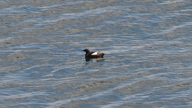 Black Guillemot (Cepphus grylle)