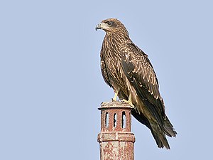 Black kite (Milvus migrans)