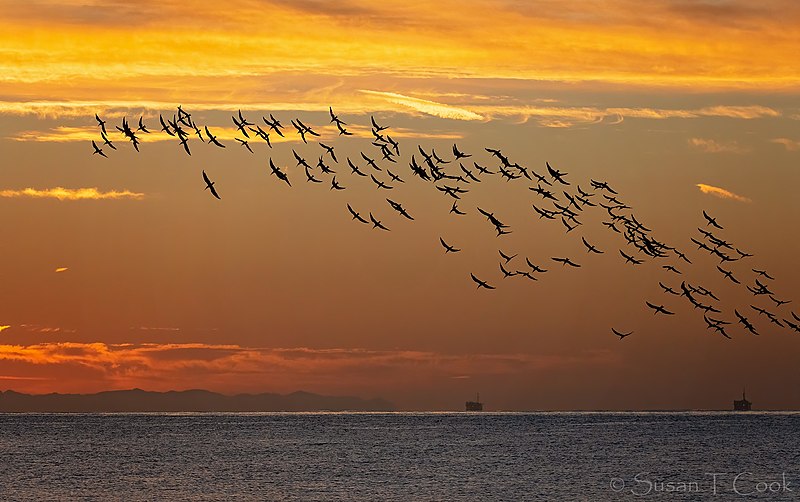 File:Black Skimmers at Dawn (50735488546).jpg