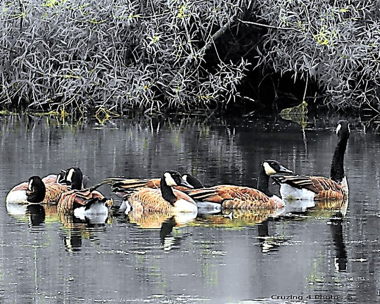 File:Black and white and color geese.jpg