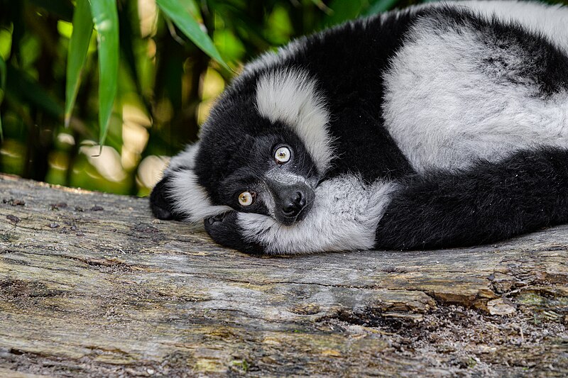 File:Black and white ruffed lemur - 51483091602.jpg