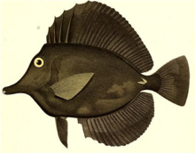 Black tang snip.png