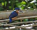 Blue-eared kingfisher