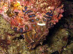 Blue-ringed-octopus.jpg