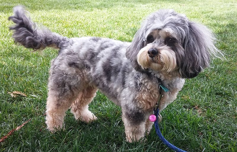 File:Blue Merle American Miniature Cockapoo.jpg