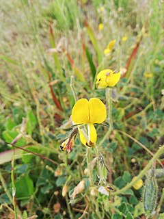 <i>Bolusafra</i> Genus of legumes