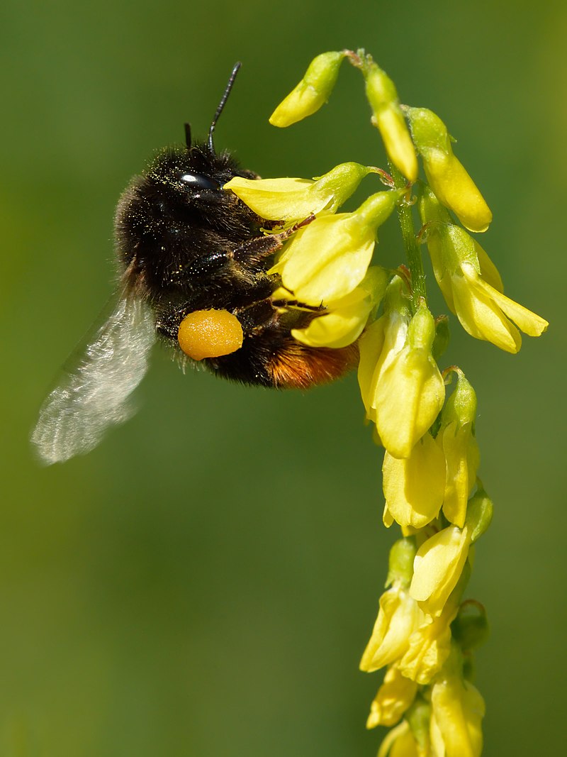 bumble bees of Florida, Bombus spp.