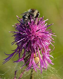 Zandhommel