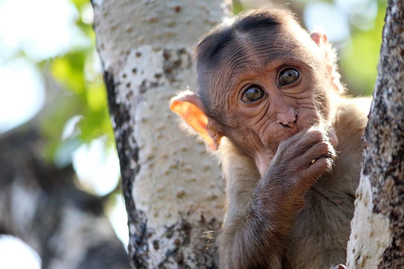 File:Bonnet Macaque Western Ghats.jpg