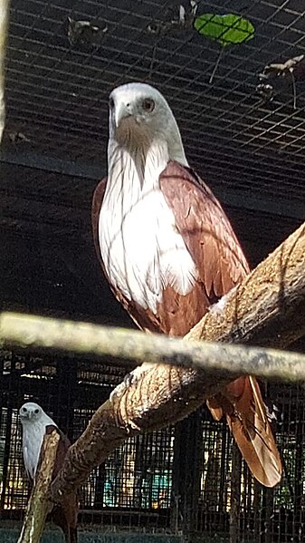 File:Brahminy kite 2.0.jpg