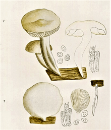 Artistic drawing of (1) Hypsizygus ulmarius and (2) Pleurocybella porrigens. Bresadola - Pleurotus ulmarius und porrigens.png