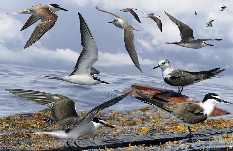 File:Bridled Tern from the Crossley ID Guide Britain and Ireland.jpg