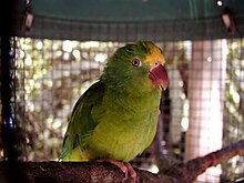 A captive tui parakeet Brotogeris sanctithomae -captive-8a.jpg