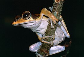 Brown-striped Tree Frog (Polypedates macrotis) (14203336761).jpg