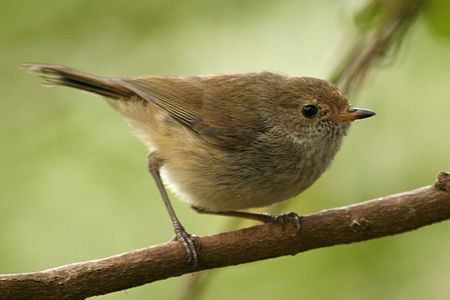 Acanthizidae