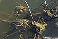 Période de reproduction, on remarque les œufs en chapelets et un couple accidentel : Grenouille rousse X Crapaud commun.