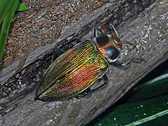 Description de l'image Buprestidae - Euchroma gigantea.JPG.