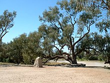 The Burke and Wills Dig Tree at Bullah Bullah Waterhole on Cooper Creek, 2008