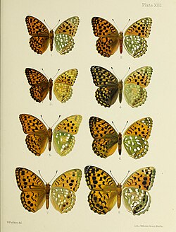 Butterflies from China, Japan, and Corea (PL. XXII) BHL45490939.jpg