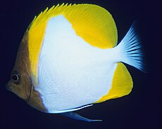 Poisson papillon au large de Rabaul, PNG.jpg