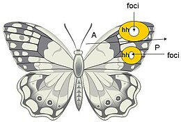 Plan of a typical butterfly, showing the morphogenetic foci on the wings that create eyespots Butterflywiki.jpg