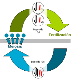 Ciclo de cuatro tiempos - Wikipedia, la enciclopedia libre