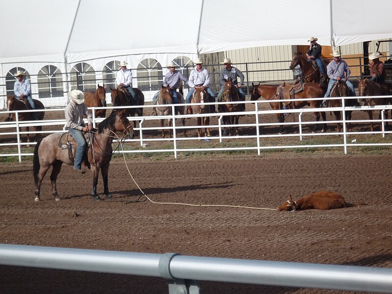 File:CFD Tie-down roping Cole Robinson -3.jpg