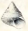 Thumbnail for Calliostoma allporti