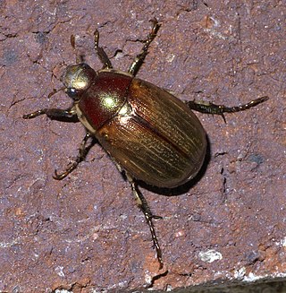 <i>Callistethus</i> Genus of beetles