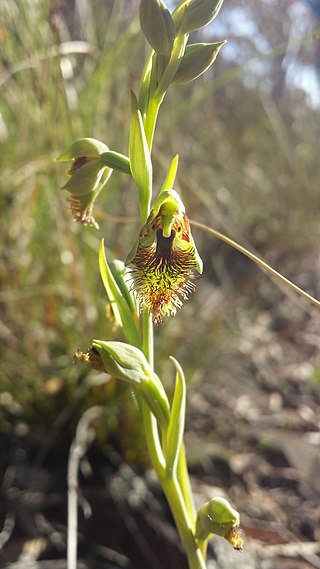 <i>Calochilus montanus</i> Species of orchid