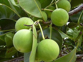 Tamanu oil Oil from the seeds of Calophyllum inophyllum