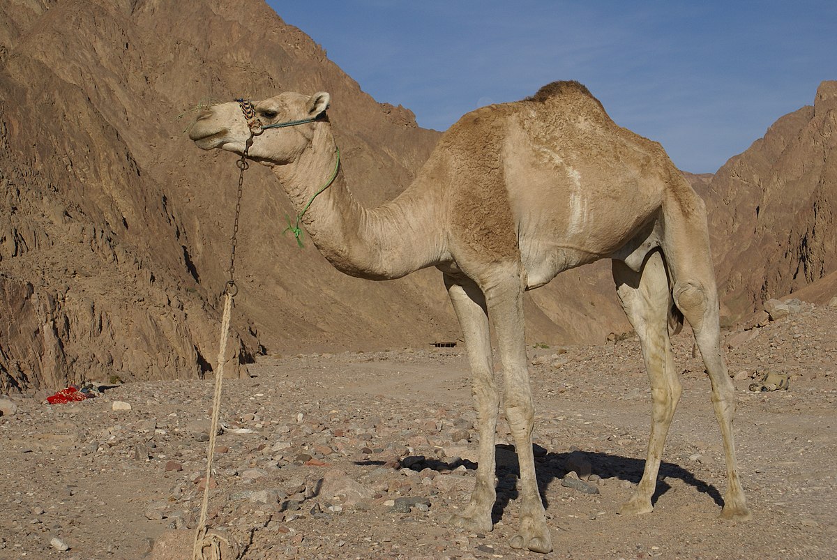 penis w camel