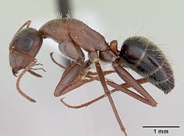 Camponotus rosariensis