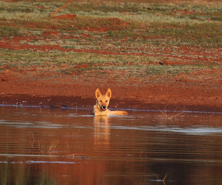 File:Canis lupus dingo 12 - Christopher Watson.jpg