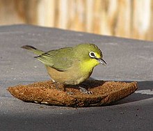 Накидка-white-eye-001.jpg