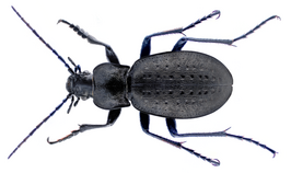 Carabus alpestris