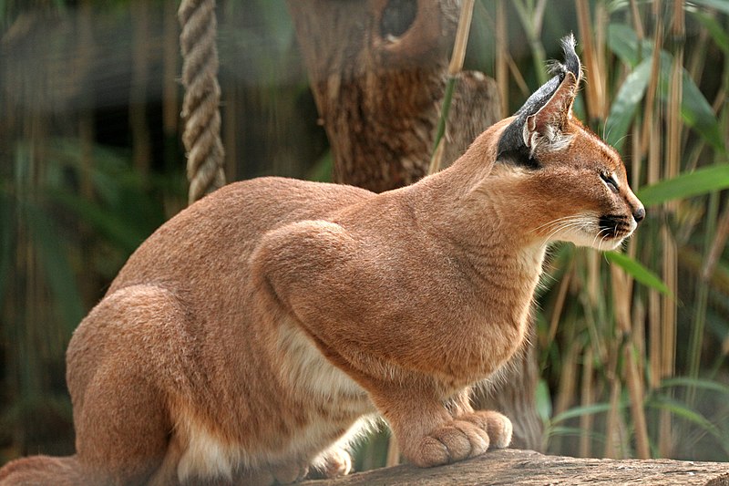 File:Caracal National Zoo Washington.jpg