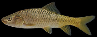 <span class="mw-page-title-main">Jordan himri</span> Species of fish