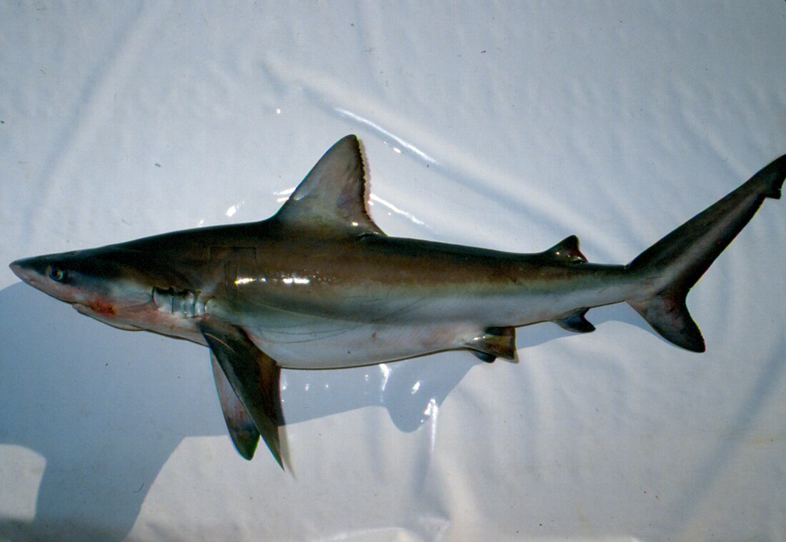 Carcharhinus altimus